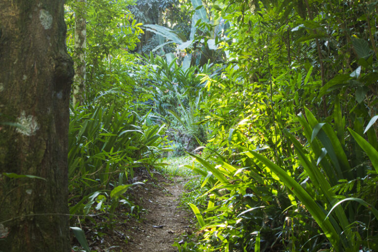 institucional-campus-estrutura-bosque-meditativo-01.jpg